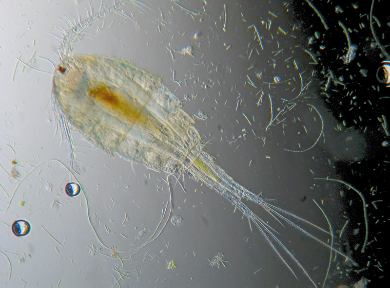 Copepodi